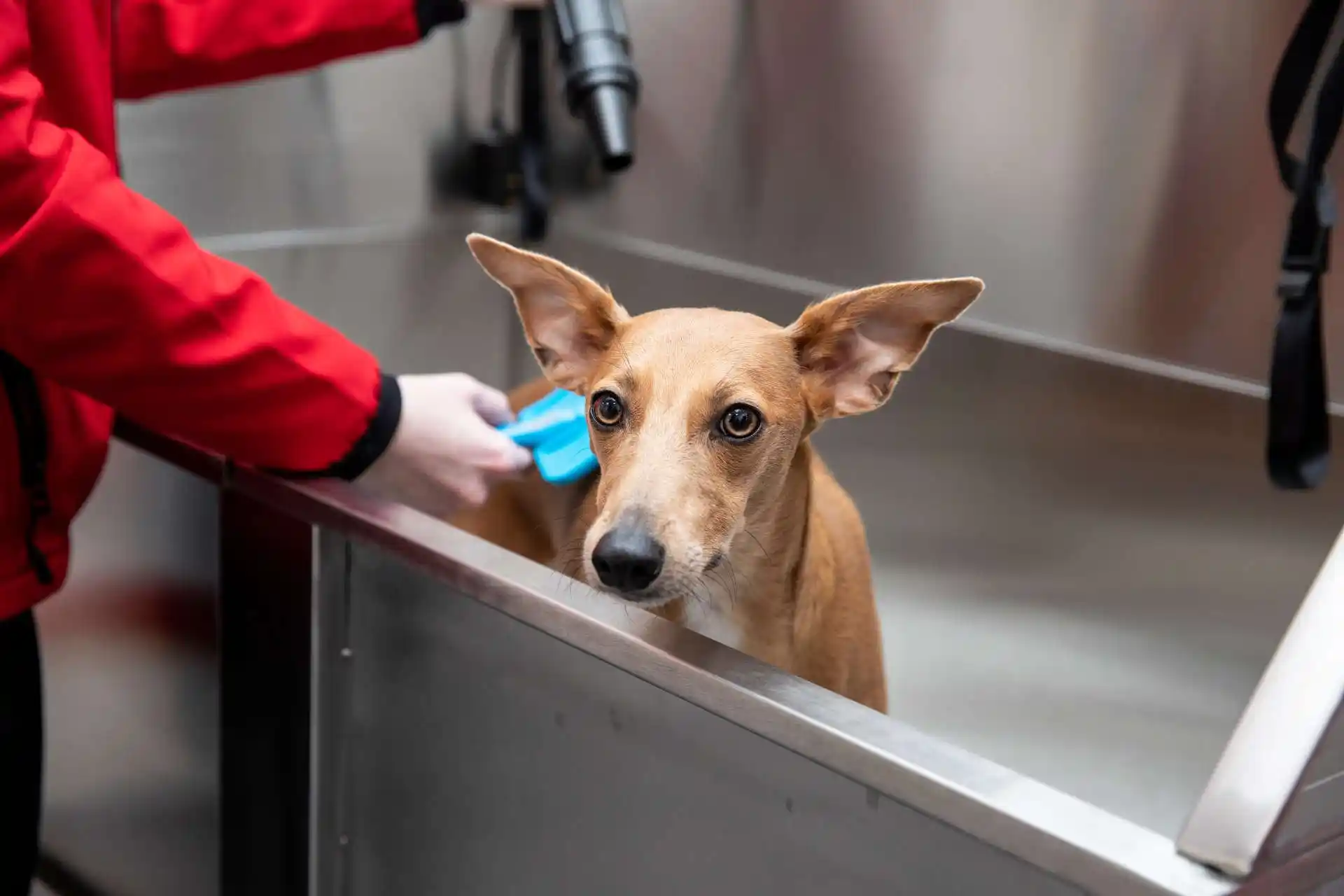 Pet Nutrition